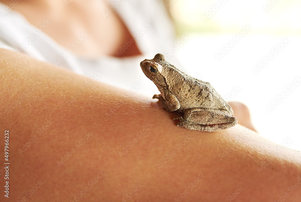 真是个可爱的小家伙。一只小青蛙坐在女人手臂上的照片。