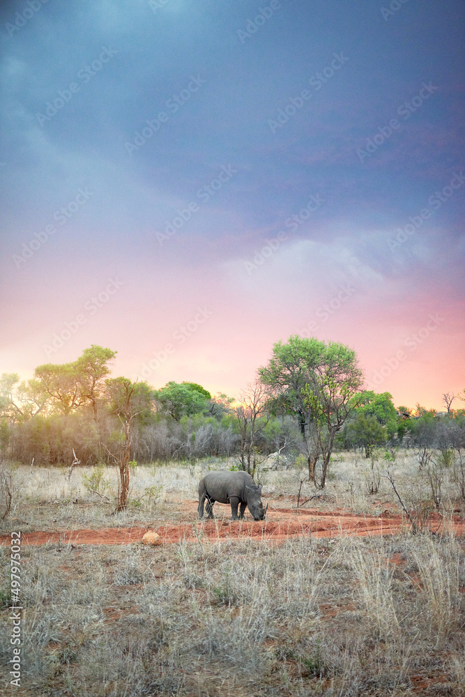 大草原上的日落。犀牛在其自然栖息地的镜头。