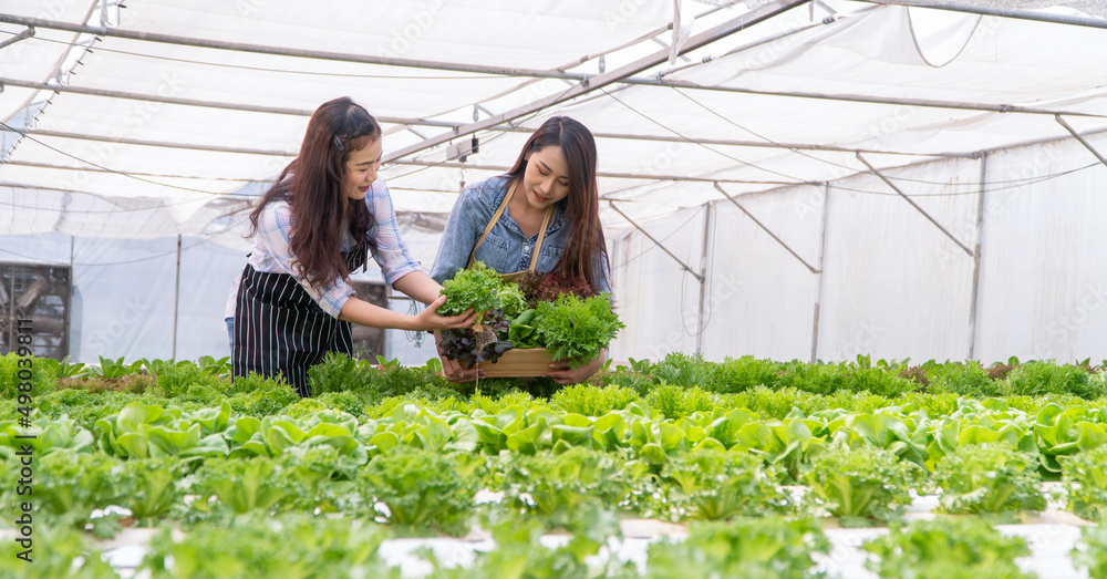 亚洲女农民在有机农场拿着一篮子新鲜蔬菜沙拉。概念o