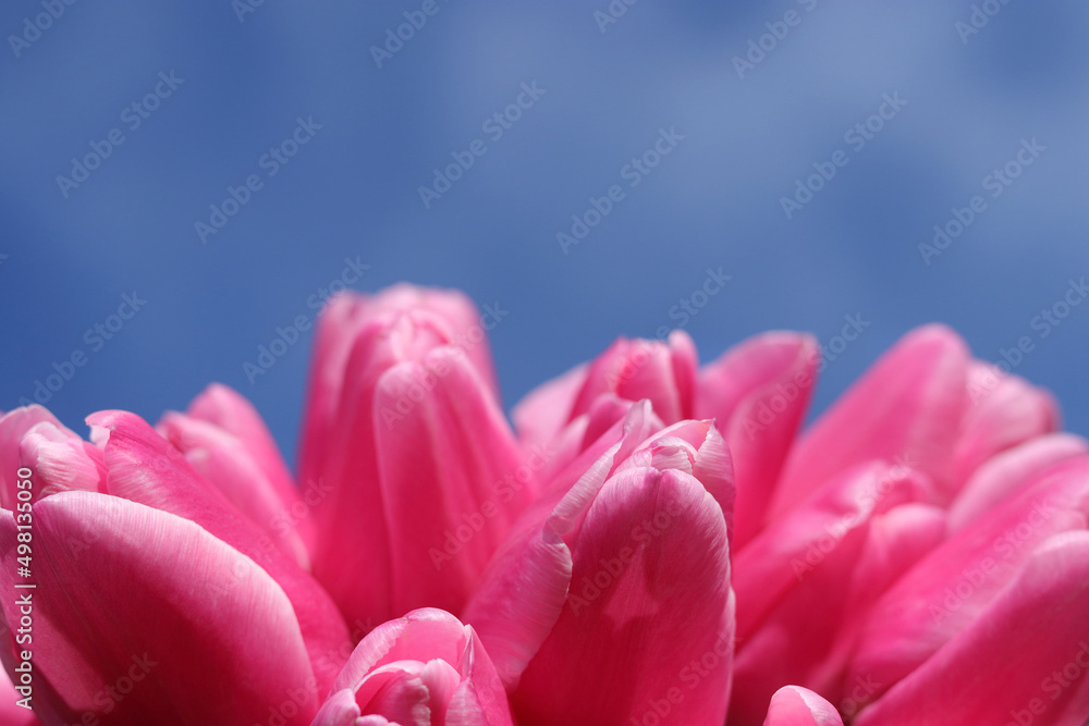 初春的花朵。充满活力的粉色郁金香的花束。春天的花朵。天空中盛开的粉色郁金香。