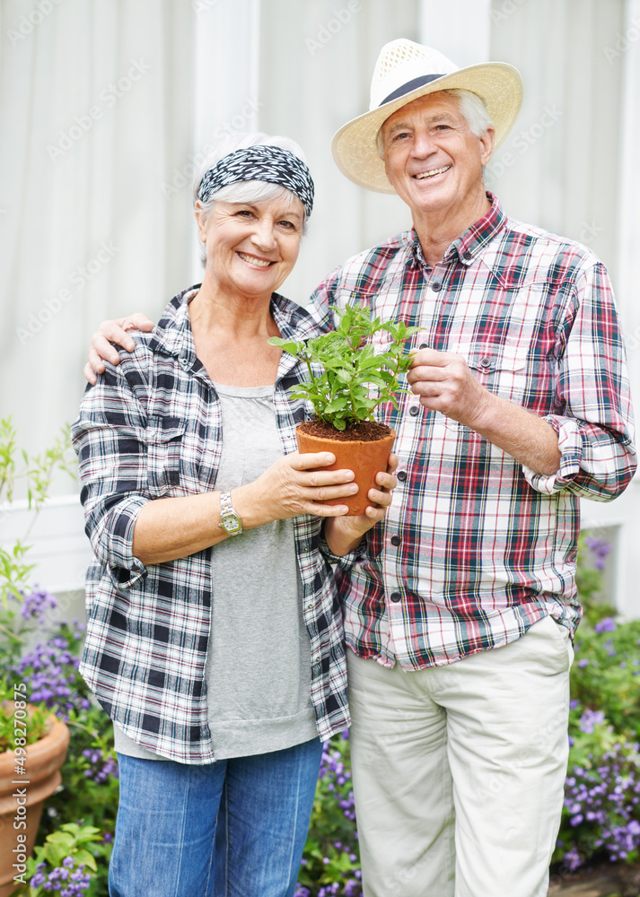 我们以前从来没有时间园艺。一对幸福的老年夫妇在后院忙于园艺。