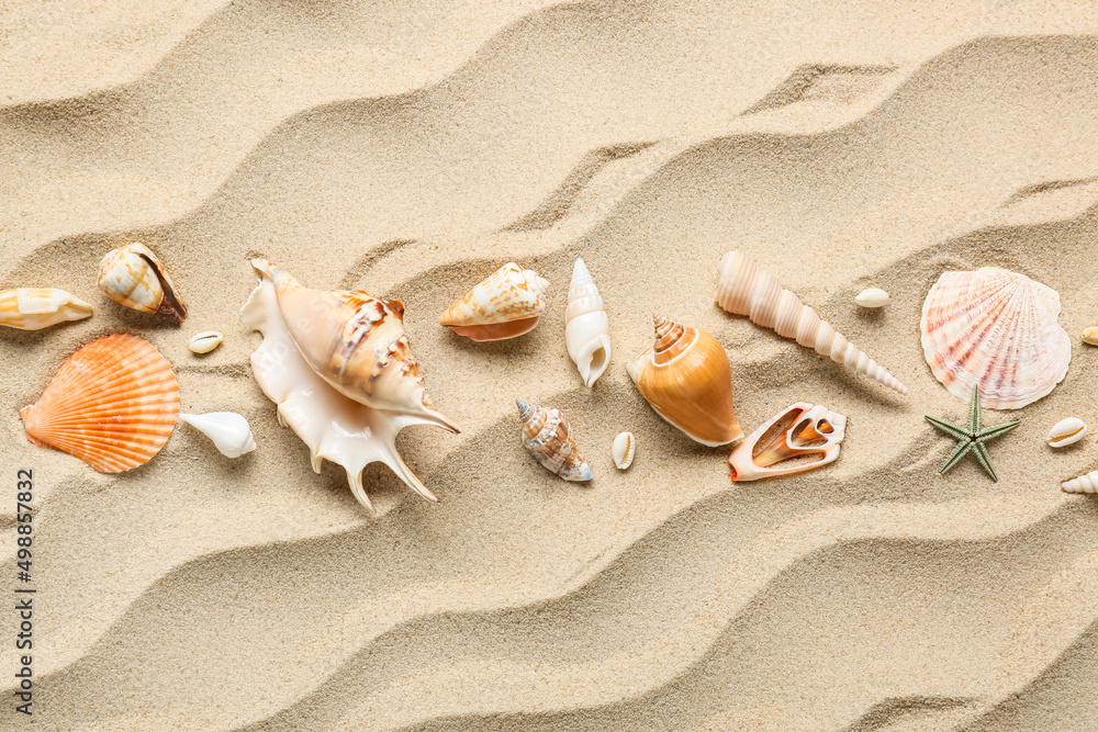 海岸上有许多不同的贝壳