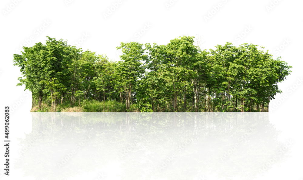 在白色背景上分组绿树隔离