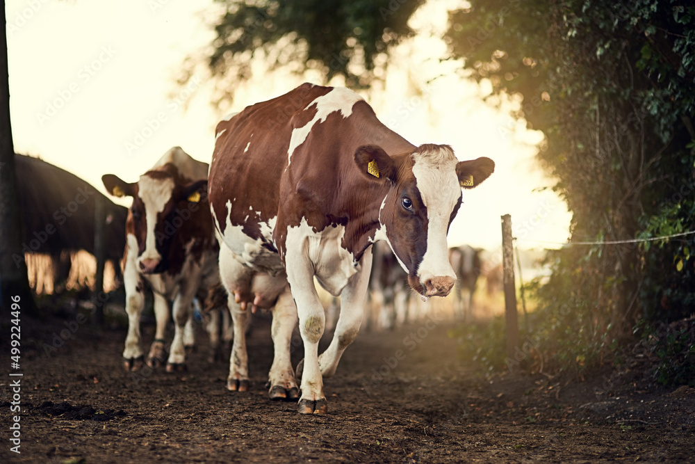 向更绿色的牧场前进。一群奶牛沿着农场小路行走的镜头。