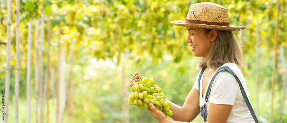 亚洲女农民在葡萄园收获成熟的绿色葡萄