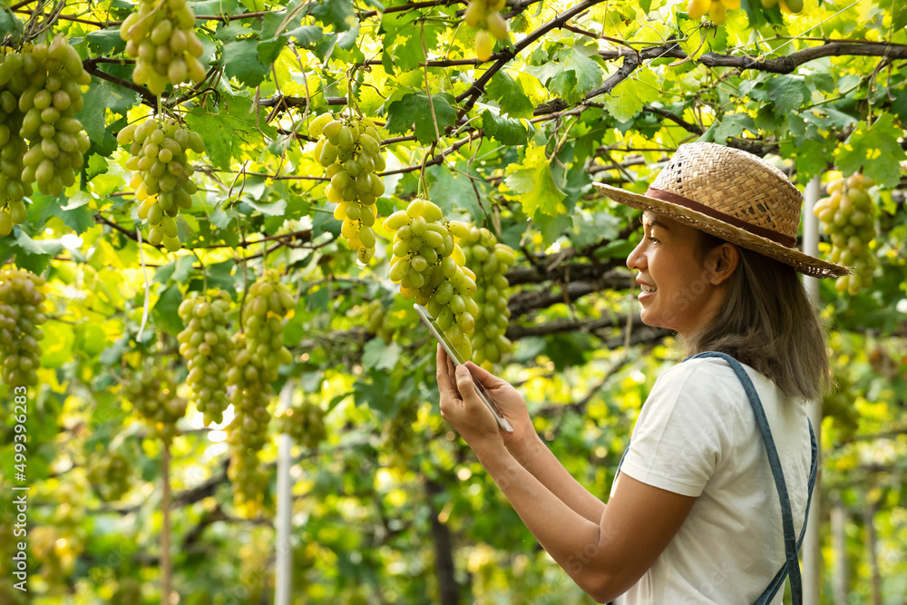 亚洲女农民在葡萄园收割绿葡萄时使用tablat检查