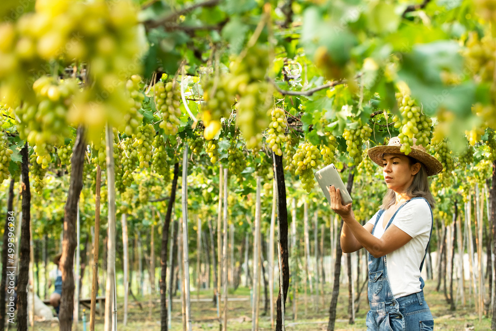 亚洲女农民在葡萄园收割绿葡萄时使用tablat检查