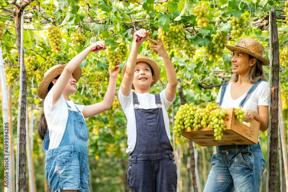 亚洲农民的孩子们帮助农民在葡萄园里收获成熟的绿色葡萄