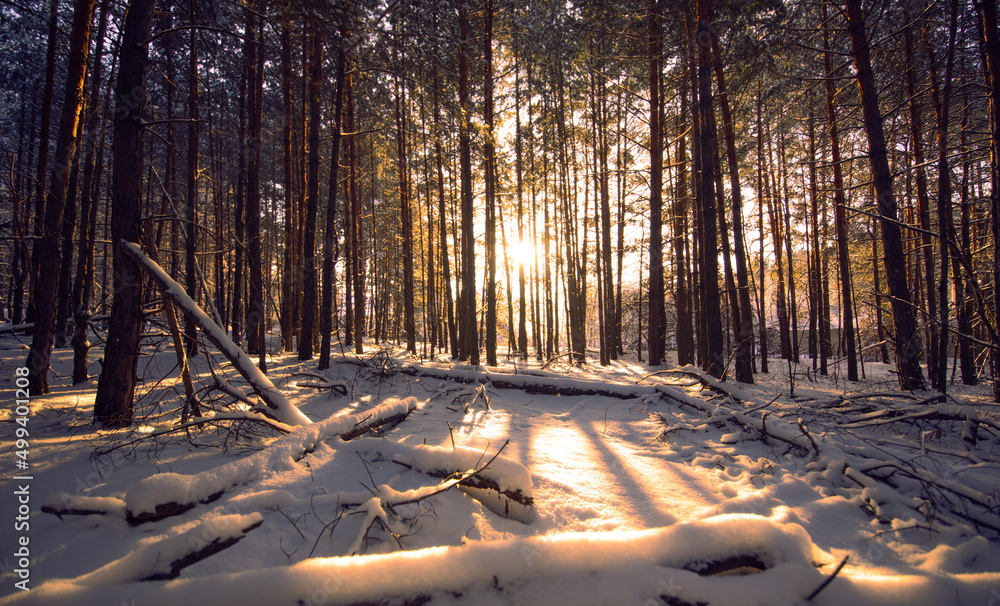 冬日森林里神奇明亮的黎明。风景。