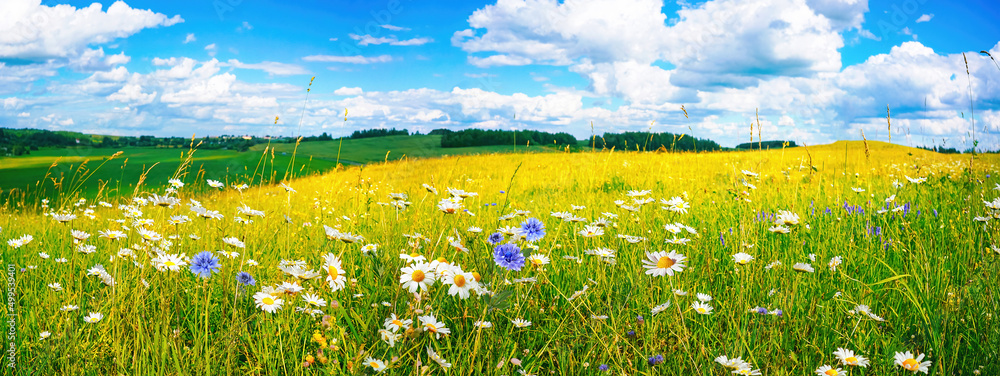 美丽的夏季色彩缤纷的花卉草甸全景景观，雏菊与cl蓝天相映