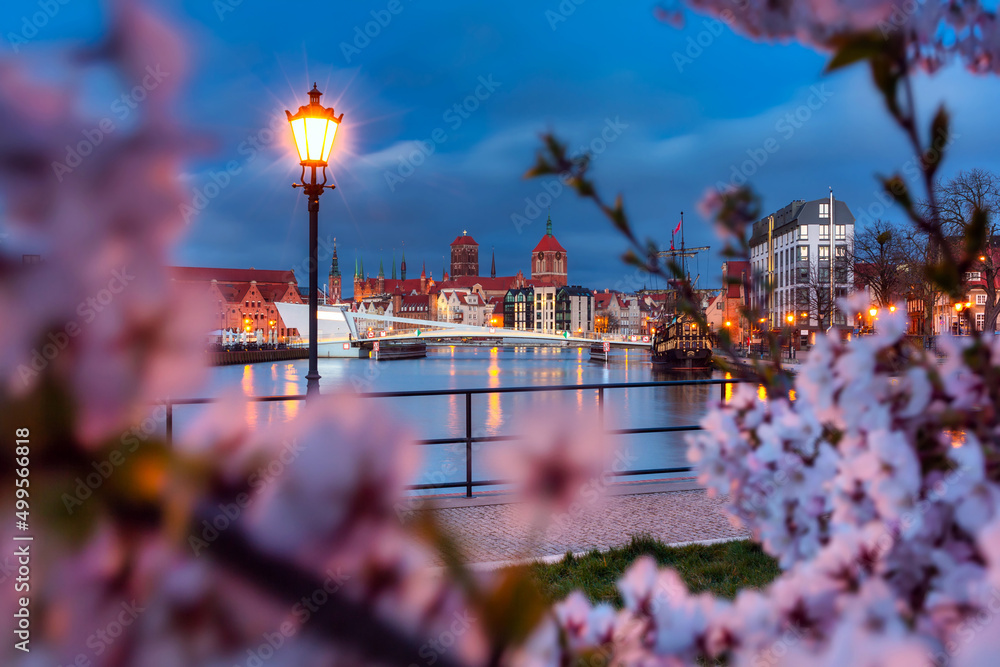 Blooming cherry trees by the Motława River at dawn, Gdańsk. Poland