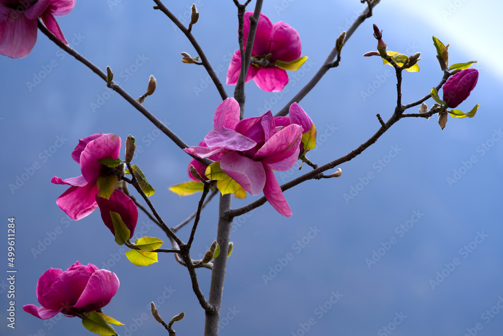 在一个阳光明媚的春天，日内瓦湖边界的木兰树上美丽的粉红色花朵的特写。