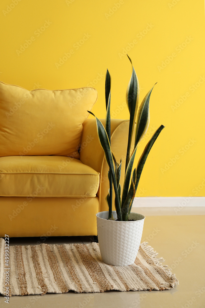 现代客厅内部，靠近黄色墙壁，配有沙发和室内植物