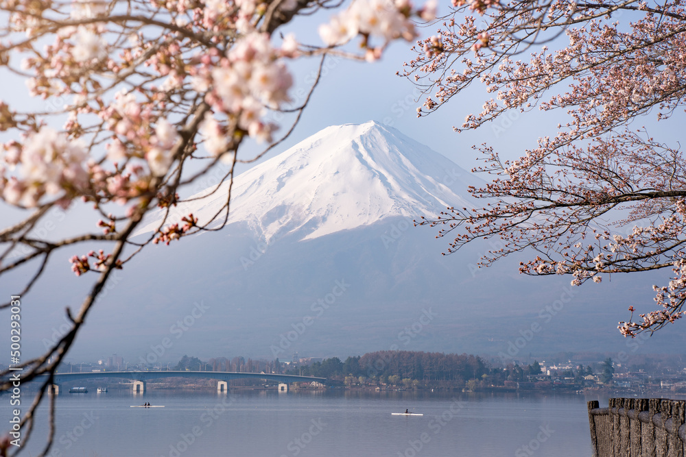 樱花框富士山