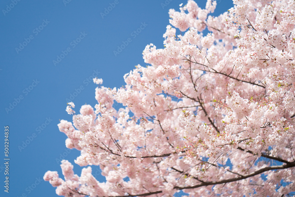 蓝天下樱花盛开