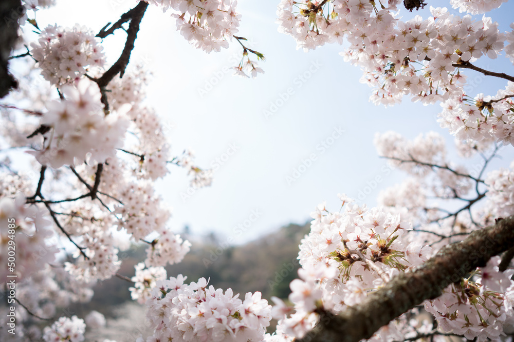 箱根樱花花瓣框架