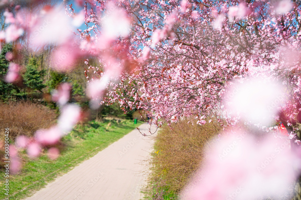 樱花盛开的春天小巷。