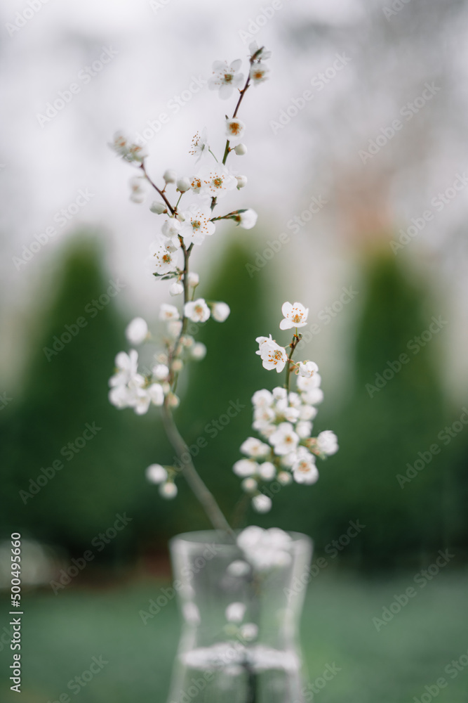 春天的时候，白樱花在玻璃花瓶上树枝。极简自然摄影