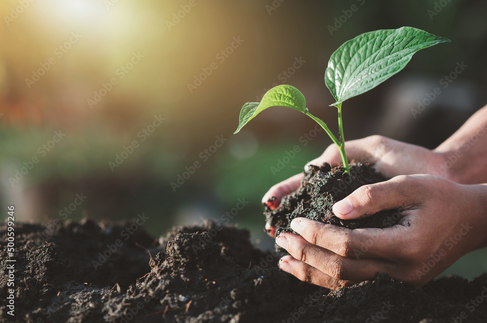 小男孩手牵一棵绿色的树苗地球日在植树的手中。减少