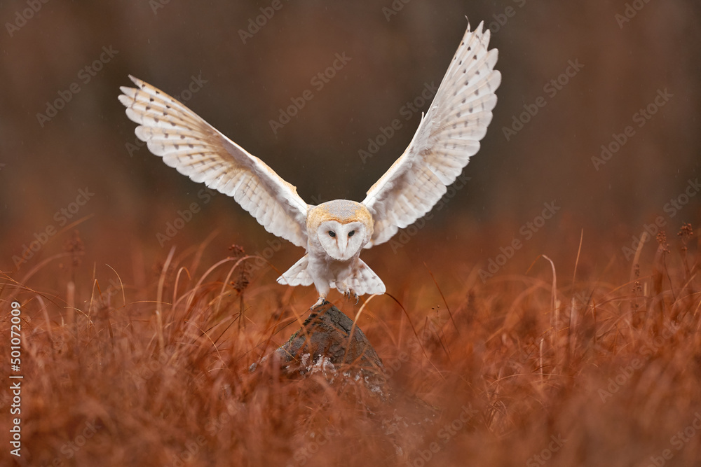 猫头鹰张开翅膀降落。谷仓猫头鹰，Tyto alba，早上在红草上方飞行。Wildlif
