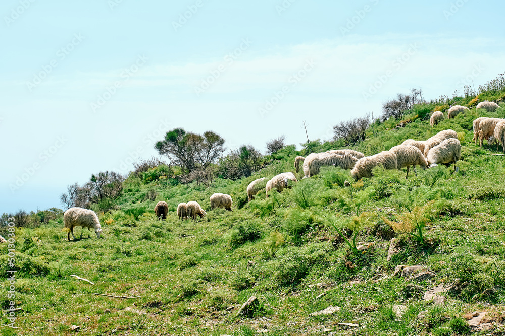 Flock of sheep grazing on green meadows in mountains in Sicily, Italy.