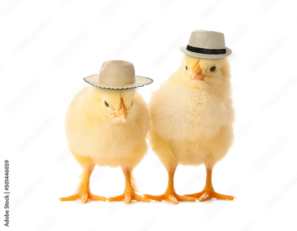 戴着时尚帽子的可爱有趣的小鸡被隔离在白色衣服上