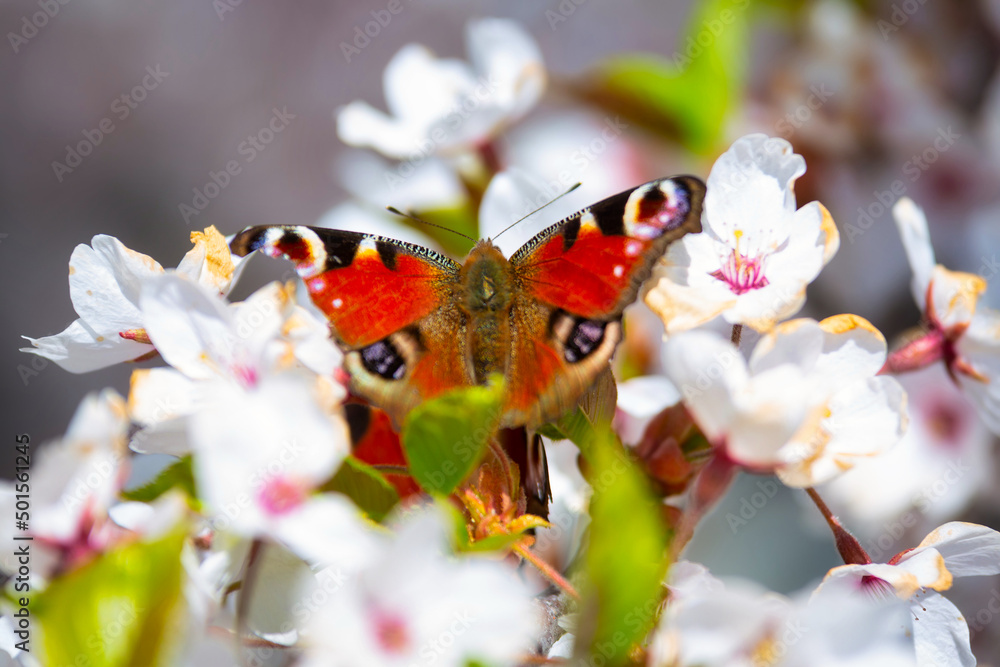 蝴蝶栖息在春天盛开的苹果树上