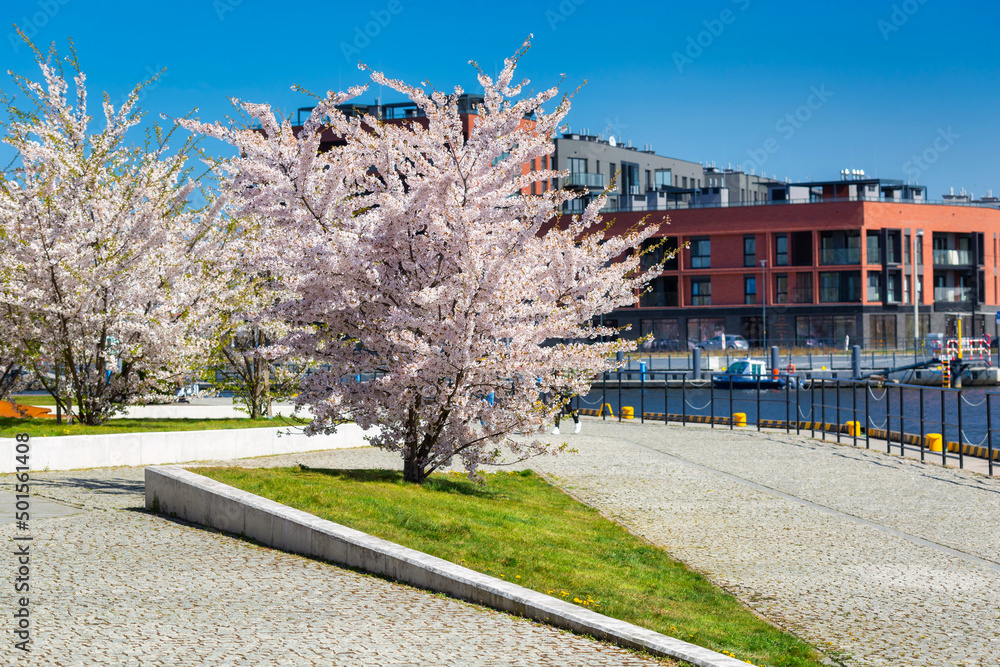 波兰格但斯克的春天，开着白花的苹果树