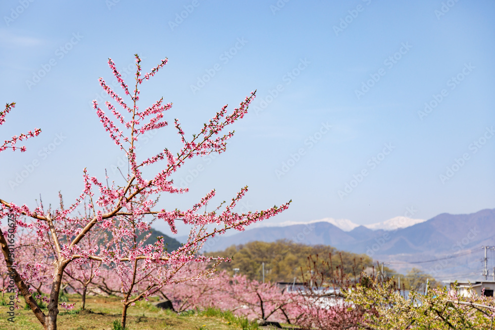 満開の桃の花が咲く風景、山梨県笛吹市