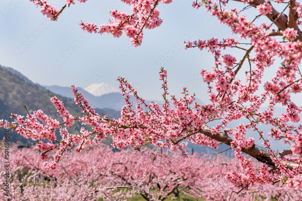 満開の桃の花が咲く風景、山梨県笛吹市