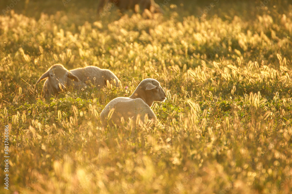 Two sheep lying in the field at the sunset