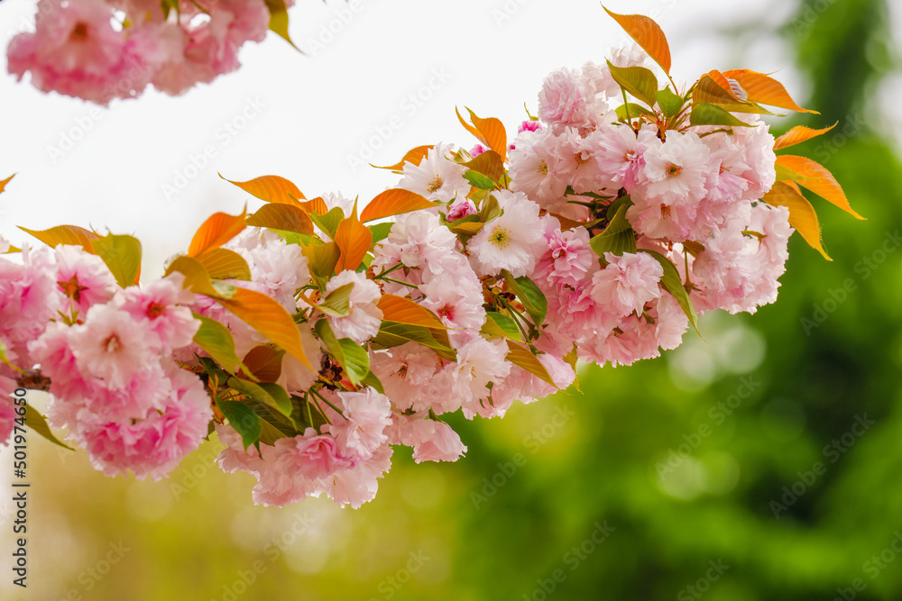 粉红色的樱花在春天绽放