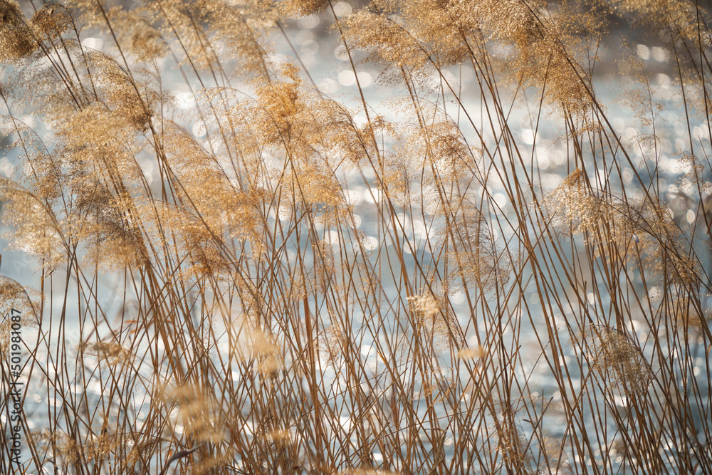 Beautiful reed flower natural scenery background
