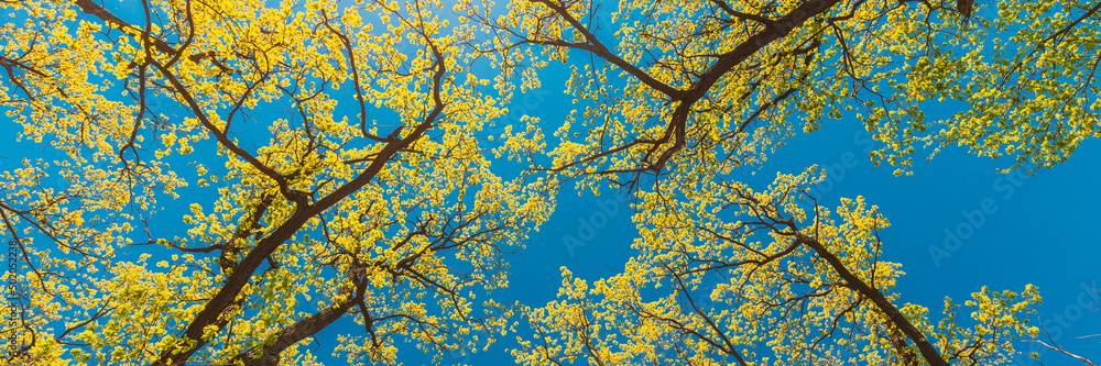 高大树木的树冠，有春天的嫩叶。春天的阳光照射在树林的上部树枝上