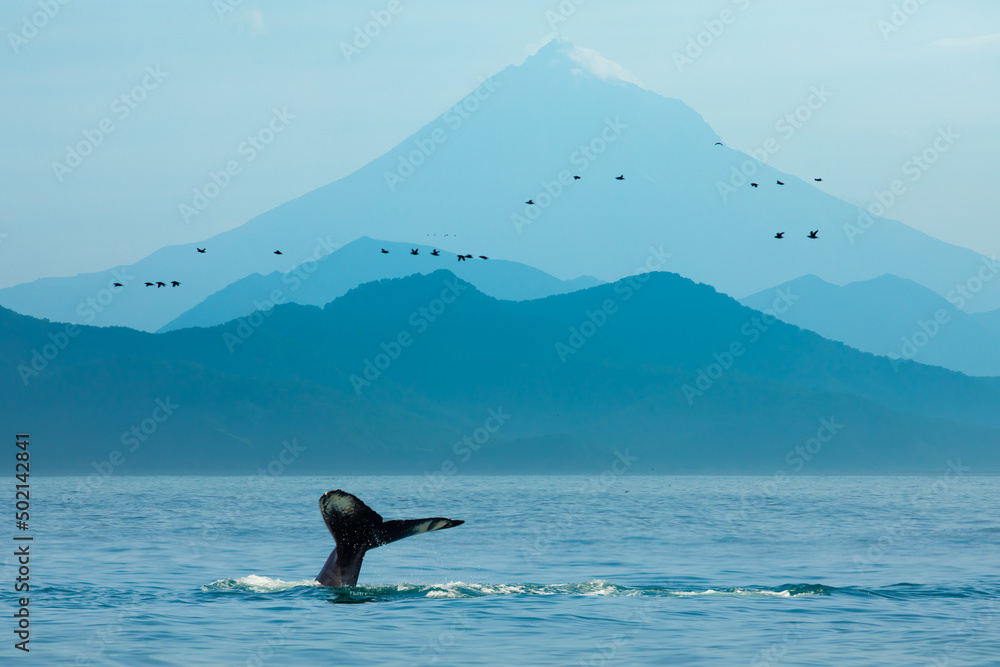 俄罗斯堪察加蓝山碧海中的鲸鱼吸虫