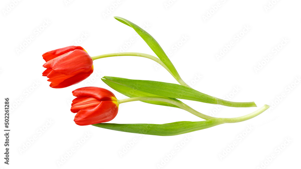 两朵红色郁金香花，在白色背景上隔离，有复制空间。