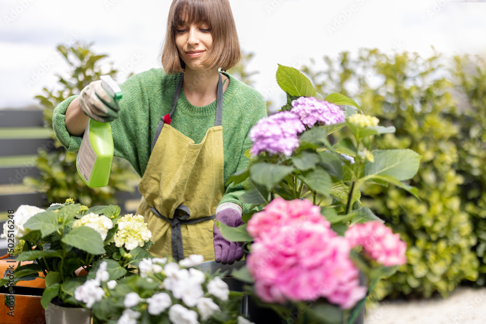 Young woman taking care of flowers in the garden. Cheerful housewife in apron spraying hydrangea lea