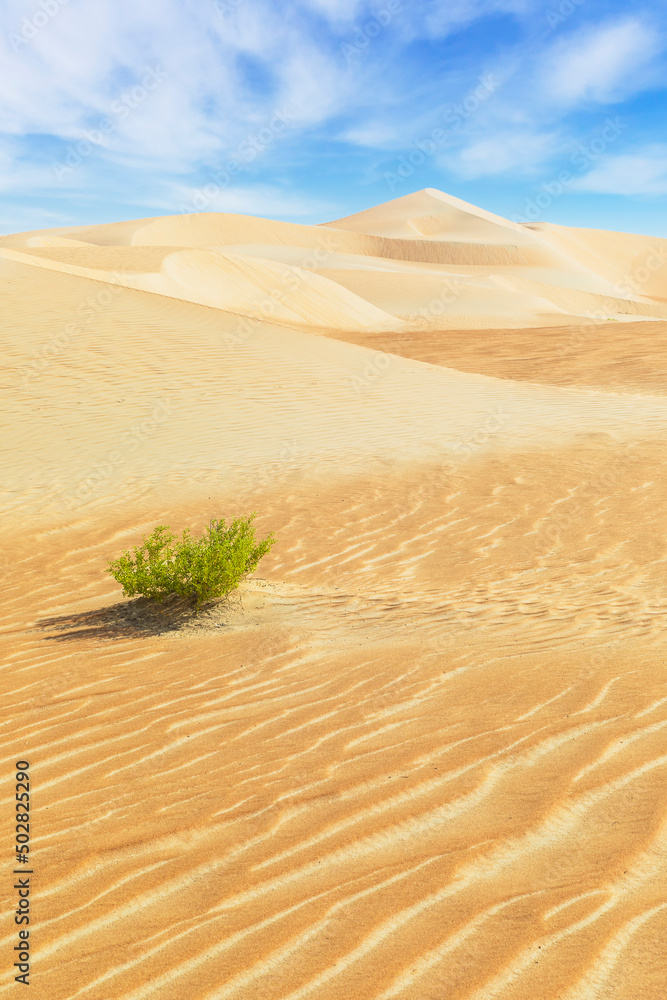Rub al-Khali沙漠的沙丘和彩色沙滩。