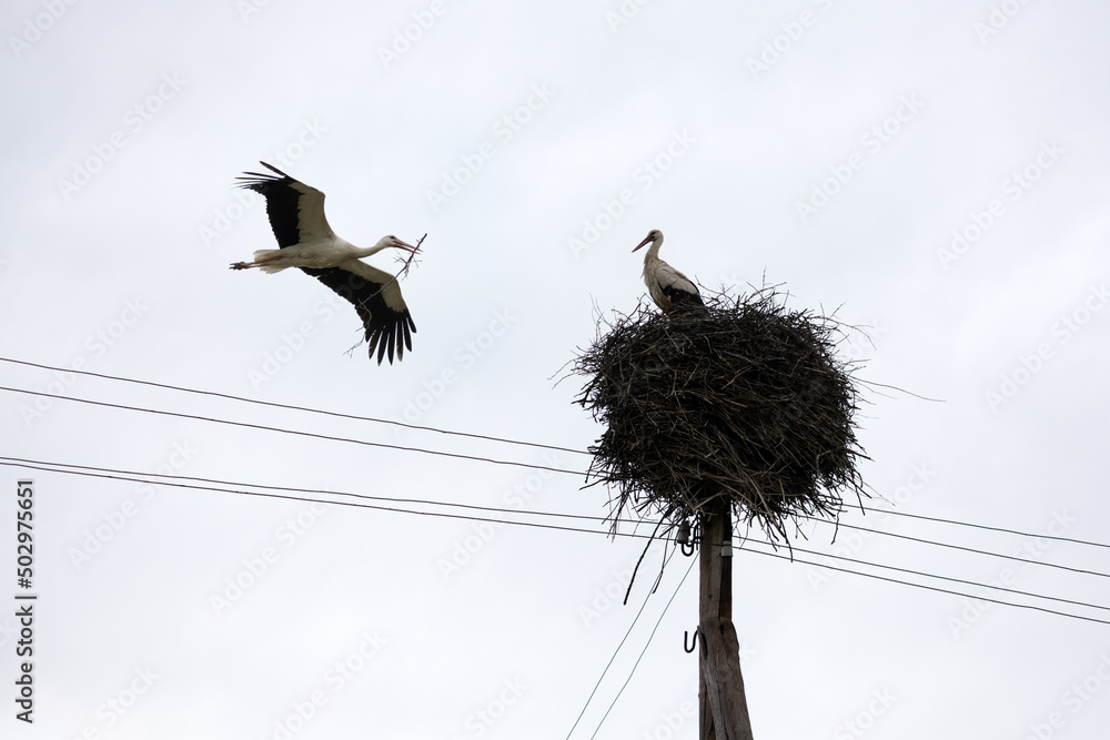 White stork with tree twig in beak returning to his nest in the spring season. The storks nest buil