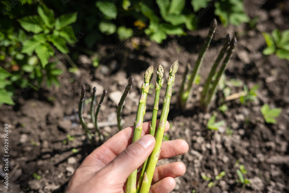 Asparagus sprouts in hands of a farmer on garden. Fresh green asparagus sprouts. Food photography