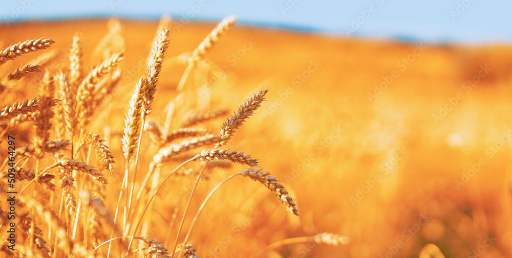 阳光下成熟的小麦穗特写，焦点柔和。美丽的谷物田里金色的小麦穗