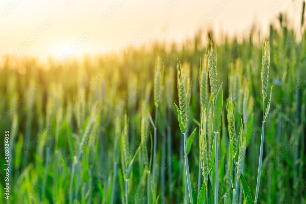 春田里青麦的鲜穗特写。农业场景。