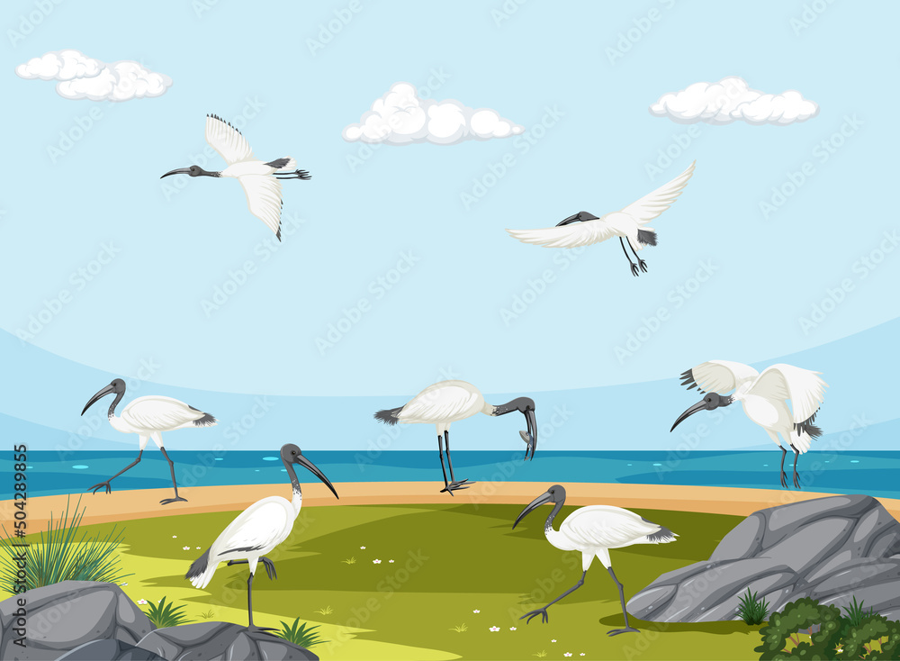 湿地景观中的澳大利亚白鹭群
