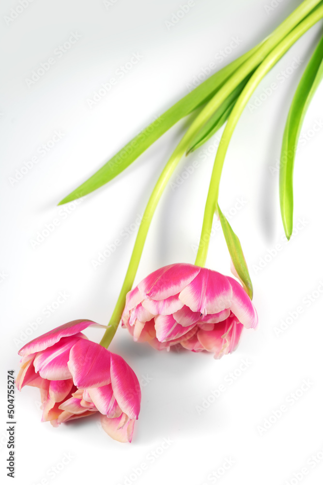 郁金香花束。盛开的粉红色郁金香花在白色背景上。情侣郁金香特写