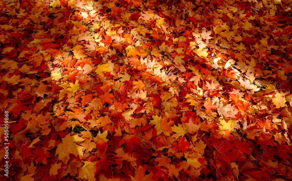Yellow, brown and red maple leaves. Falling all over the ground.