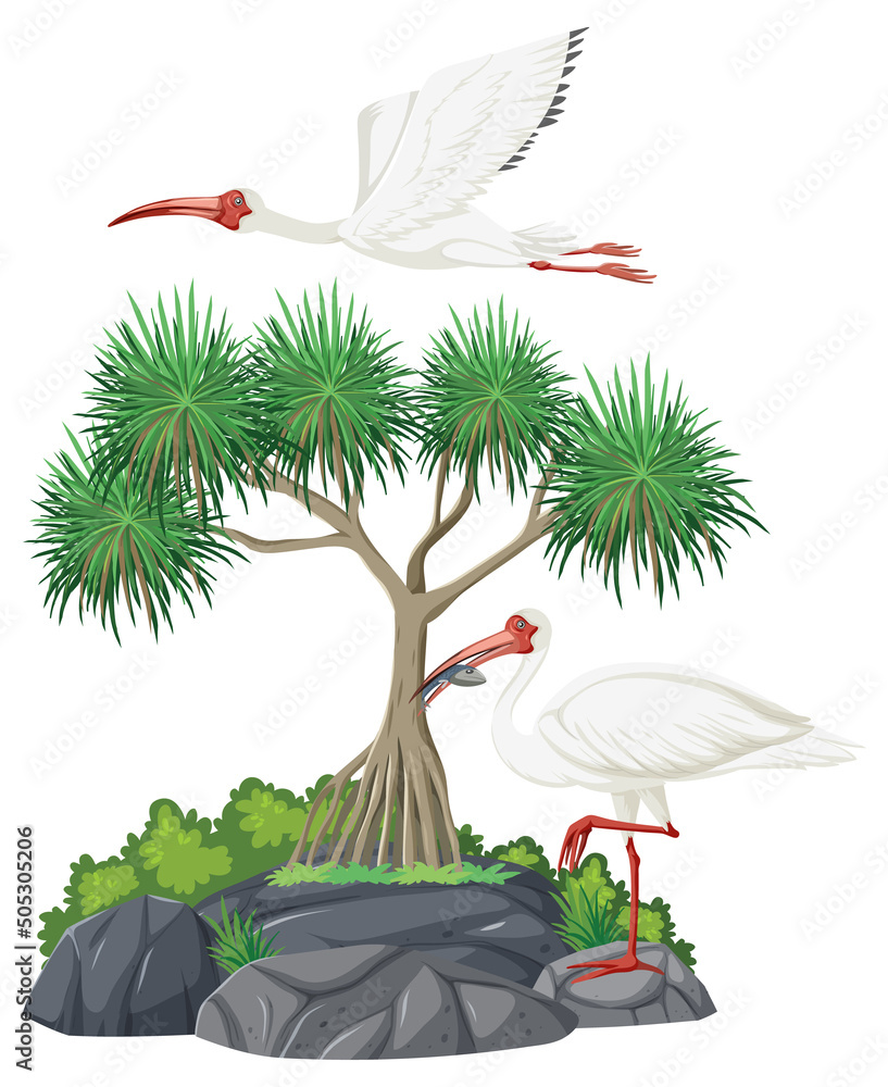 美国白ibis群体
