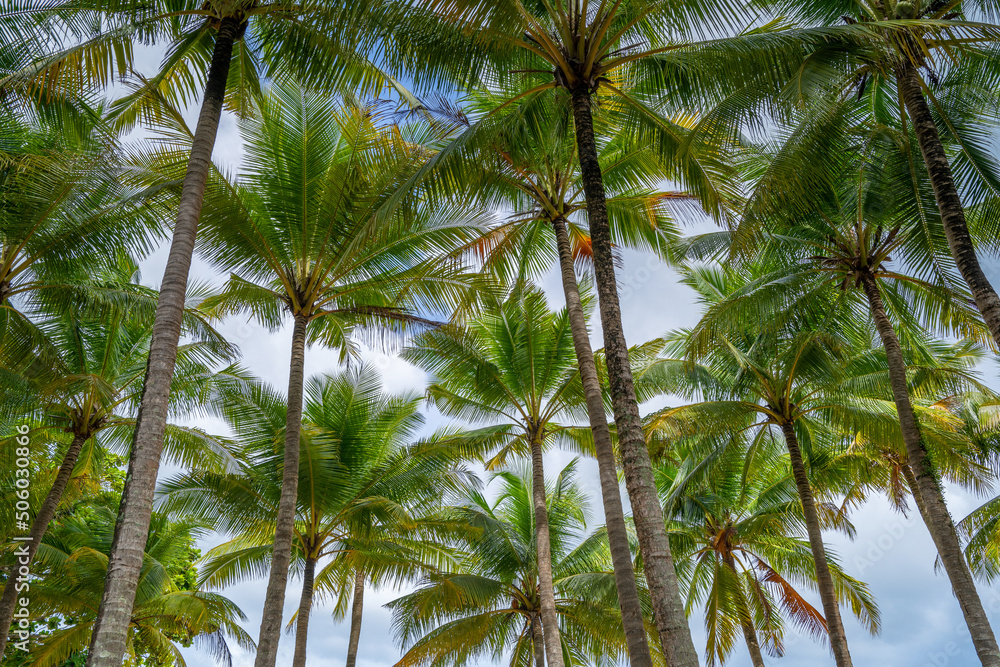 蓝天背景下热带棕榈树树叶的仰视图自然异国情调的相框树叶o