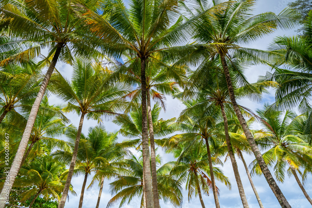 蓝天背景下热带棕榈树树叶的仰视图自然异国情调的相框树叶o