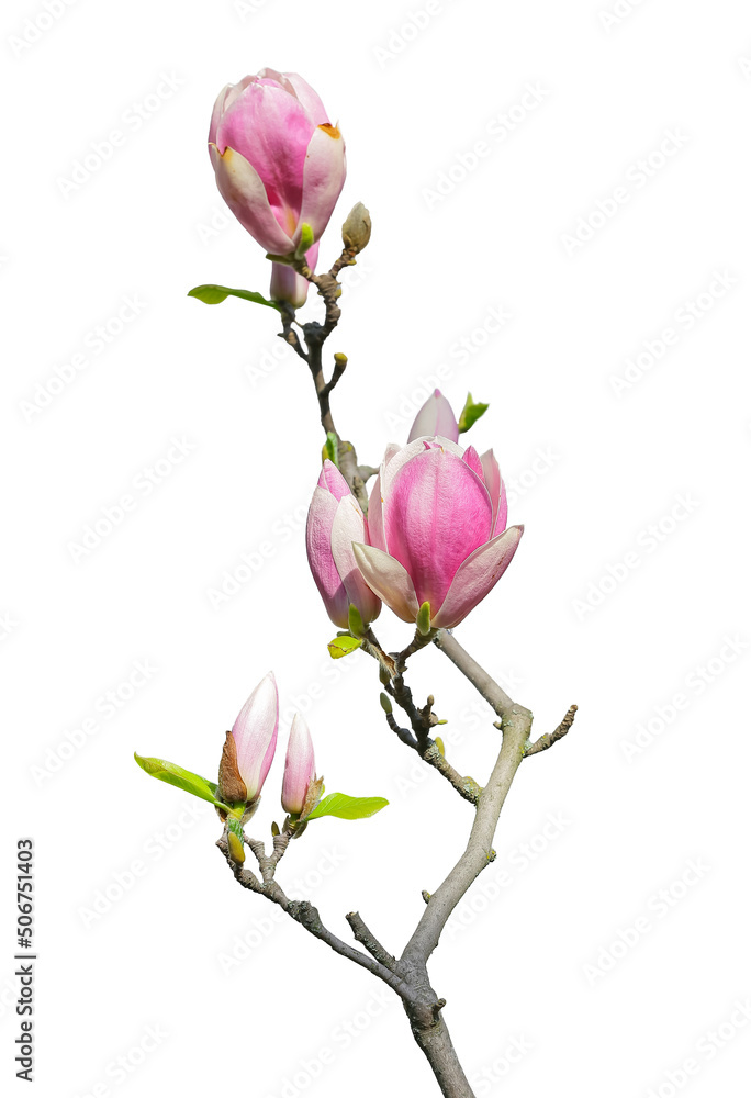 木兰树枝，白色上有粉红色的花蕾