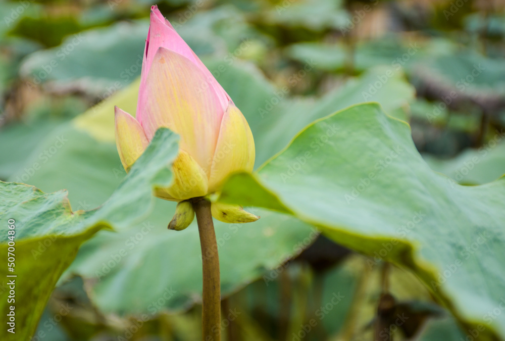 粉色和黄色的莲花在泰国曼谷水上公园绽放，前景柔和模糊